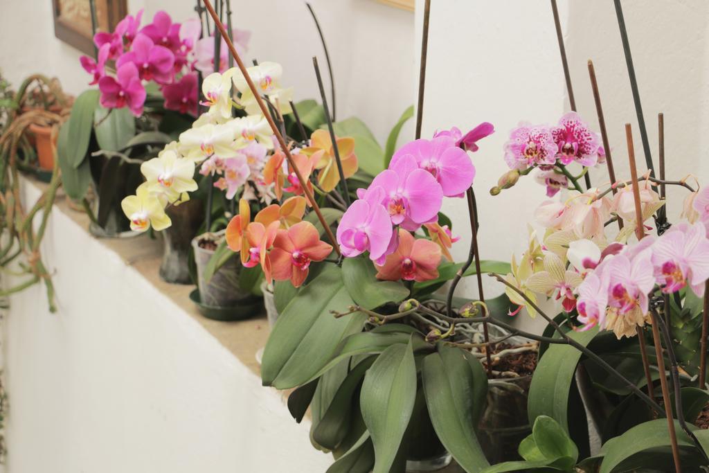 Palazzo San Florido Bed & Breakfast ชิตตา ดิ กัสเตลโล ภายนอก รูปภาพ